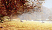 Autumn sheepscape