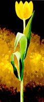 Gelbe tulpe