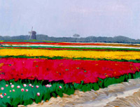 Tulpenveld bij Callantsoog