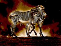 Zebra grevys