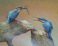 Feeding kingfishers