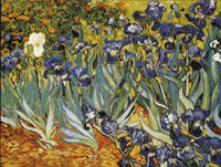 Irises (garden view)