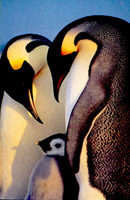 Emperor penguins, antarctica