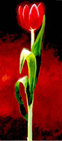 Rote tulpe