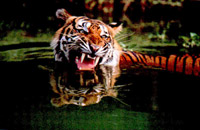  Water tiger