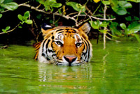 Green water tiger